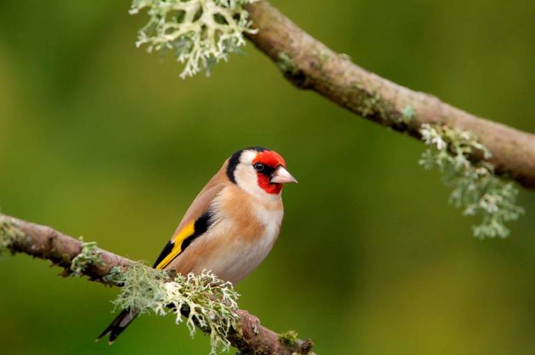 Bird Walk at Capstone Farm Country Park – Medway Urban Greenspaces Forum