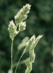 Cocksfoot (Dactylis glomerata)