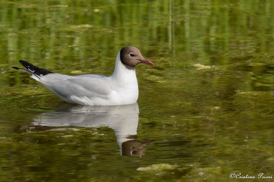 Black-headed gull (Chroicocephalus ridibundus) swimming peacefully in one of the ponds at Riverside Park.