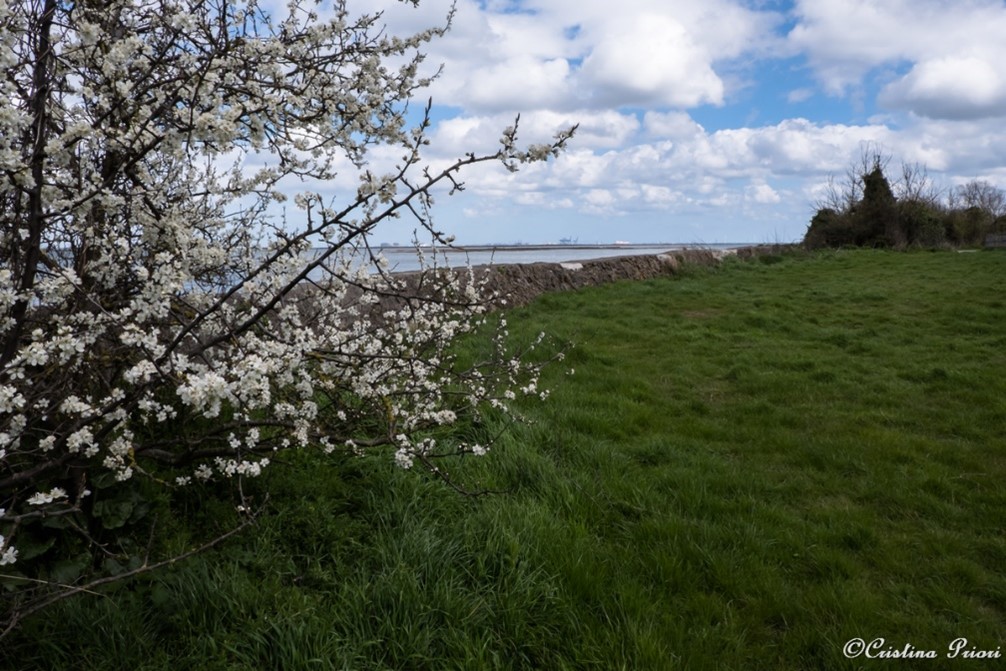 Blackthorn (Prunus spinosa) blooming at Riverside Park