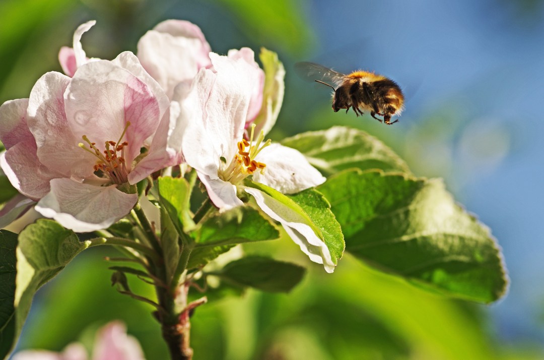 Bumblebee on Apple Blossom