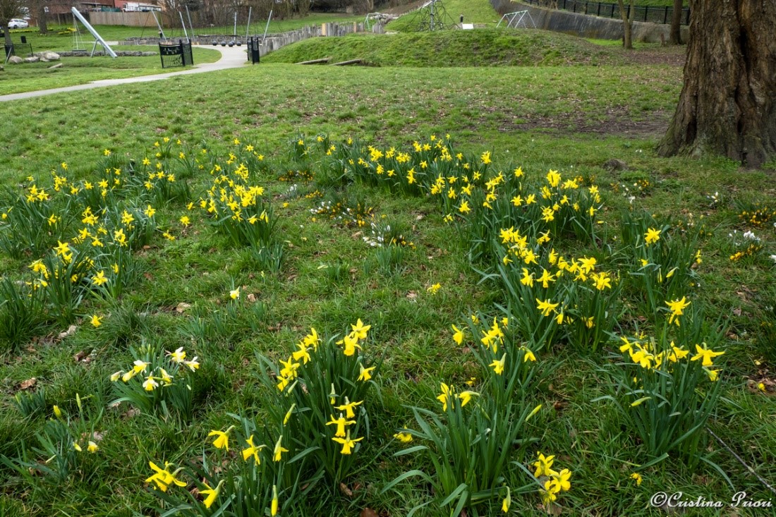 Crocuses and daffodils blooming at Hillyfields Community Park.