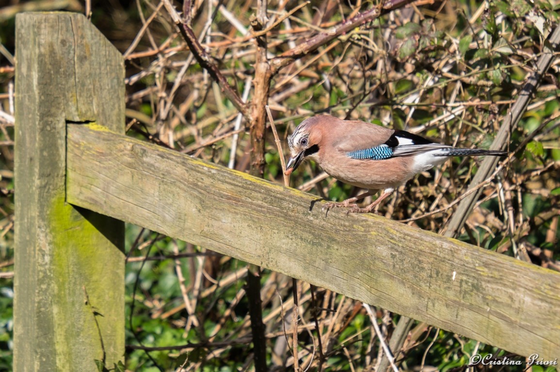 Eurasian Jay (Garrulus glandarius) eating a seed at Riverside Park.