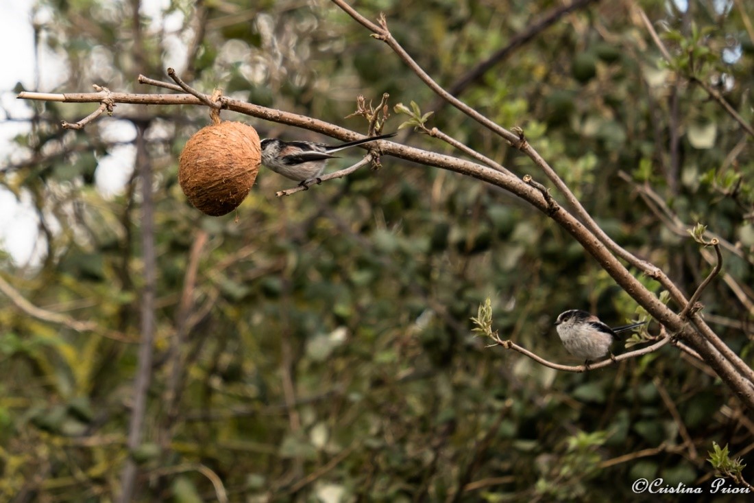 Long-tailed Tit (Aegithalos caudatus) feeding on a coconut suet shell at Riverside Country Park (and another waiting for its turn).