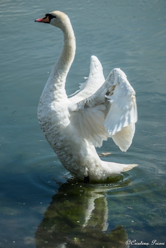Mute swan (Cygnus olor) stretching his wings at Strand bank.