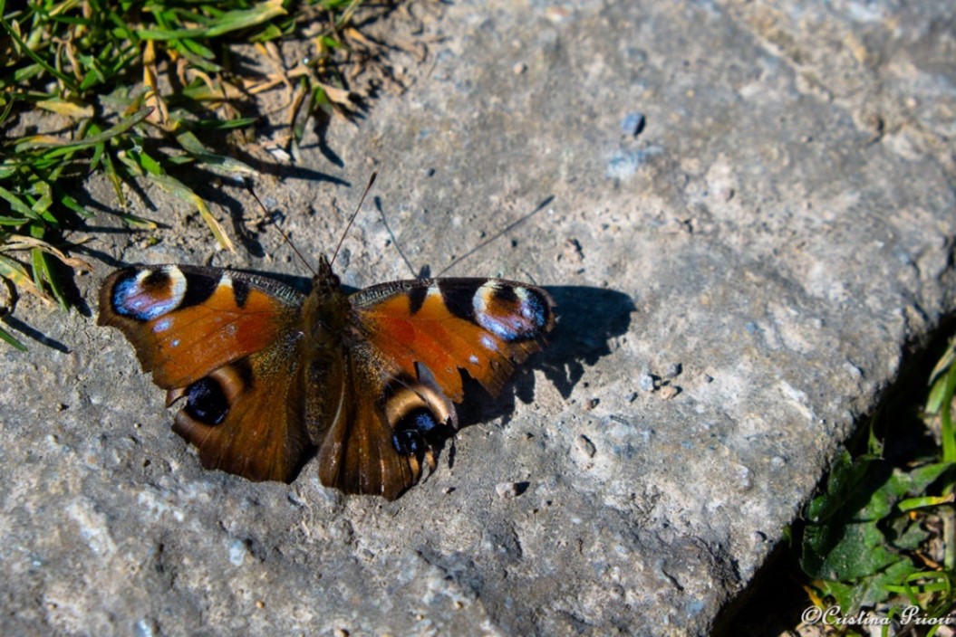 Peacock (Aglais io) basking in the sun at Hillyfields Community Park after hibernation.