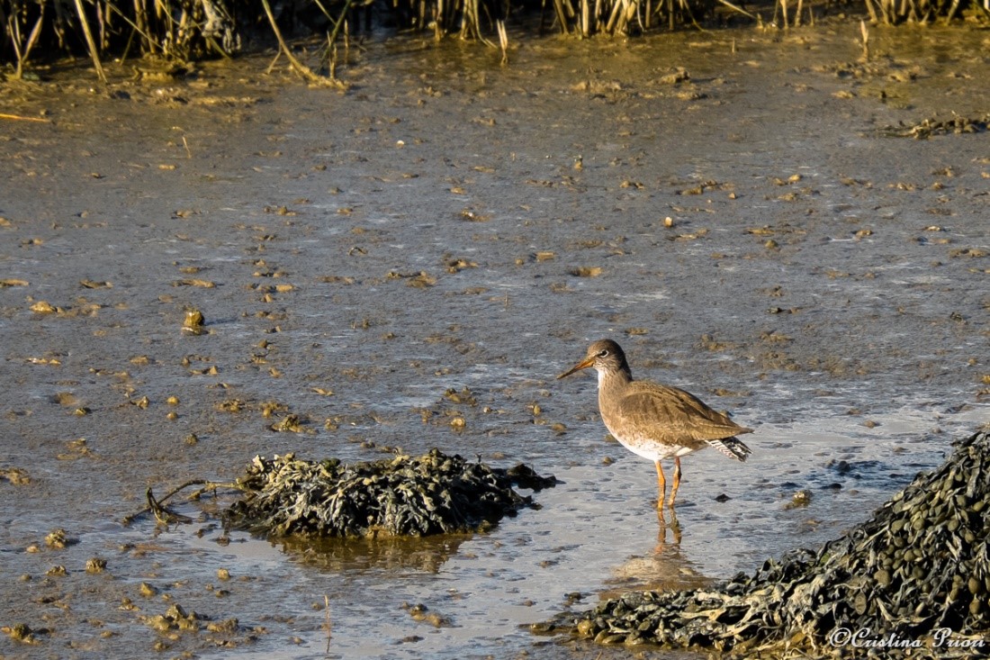 Redshank (Tringa totanus) looking for food on the mudflat during the low tide at Riverside Park.
