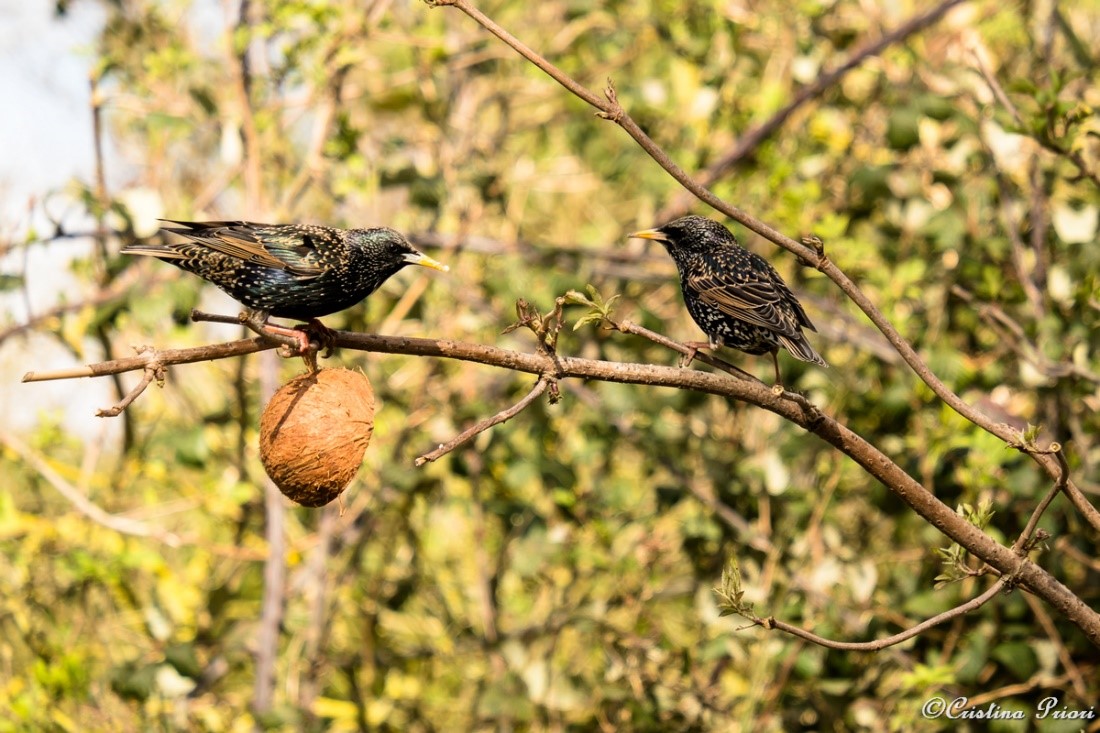Starlings (Sturnus vulgaris) feeding on a coconut suet shell at Riverside Country Park.