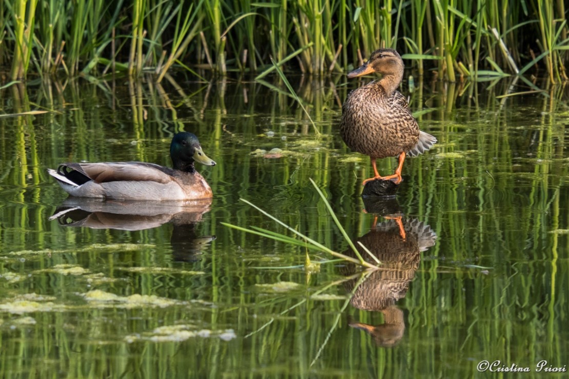 A couple of Mallards (Anas platyrhynchos) in the pond near the visitor centre at Riverside Country Park