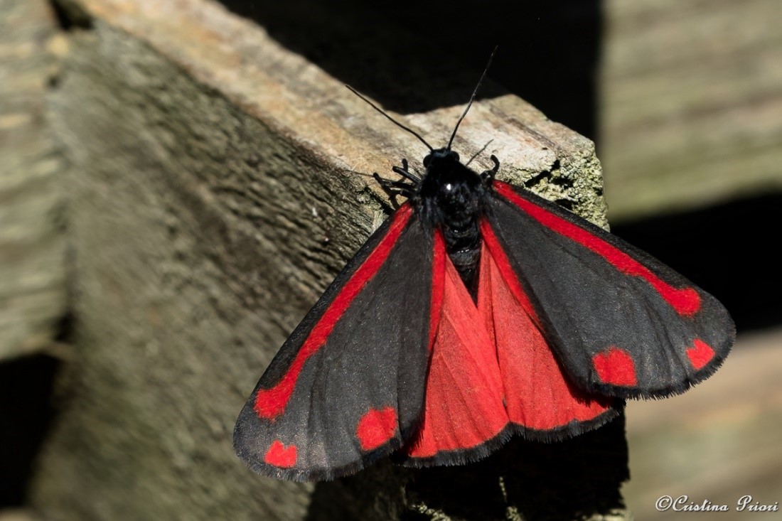 Cinnabar (Tyria jacobaeae) in a private garden in Gillingham