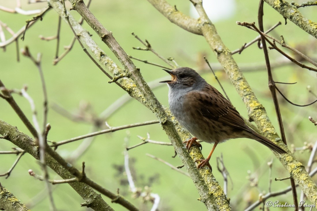 Dunnock (Prunella modularis) singing on a branch in the bush at Capstone Farm Country Park.
