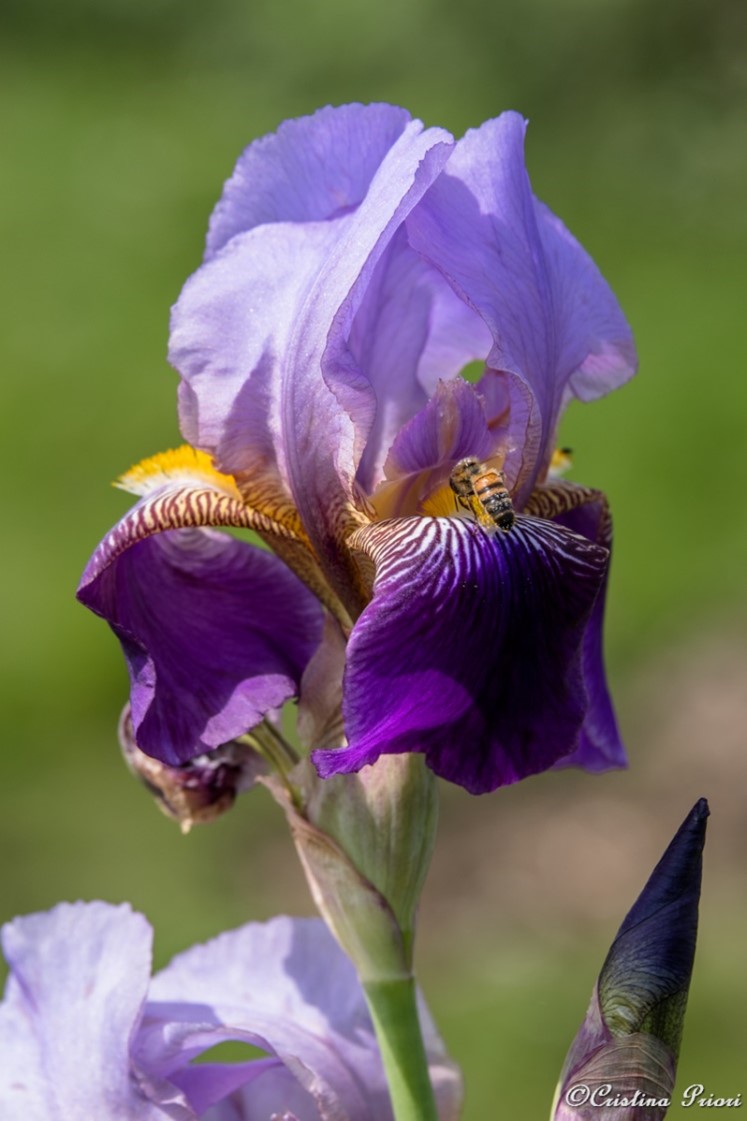 Iris and a bee Riverside Country Park