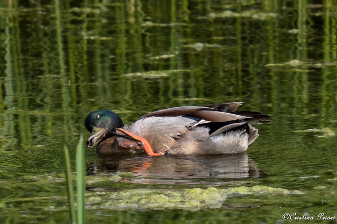 Male Mallard (Anas platyrhynchos) scratching his bill at Riverside Country Park