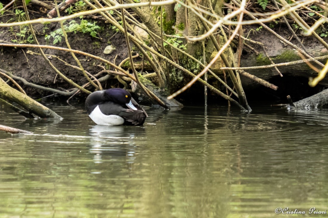 Male Tufted duck (Aythya fuligula) taking care of his plumage on the pond at Capstone Farm Country Park.