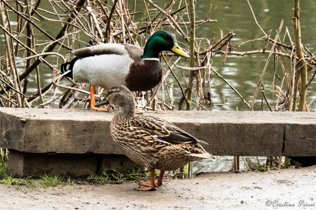 Mallard (Anas platyrhynchos) couple with normal female at Capstone