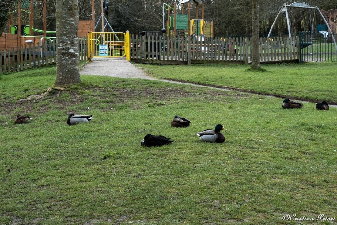Mallards (Anas platyrhynchos) resting on the grass on early morning at Capstone Farm Country Park.