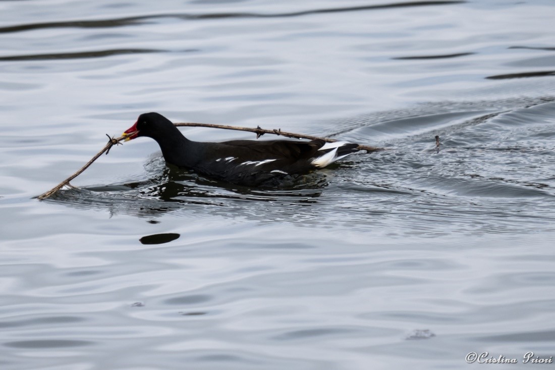 Moorhen (Gallinula chloropus) carrying a bramble branch on the pond at Capstone Farm Country Park.