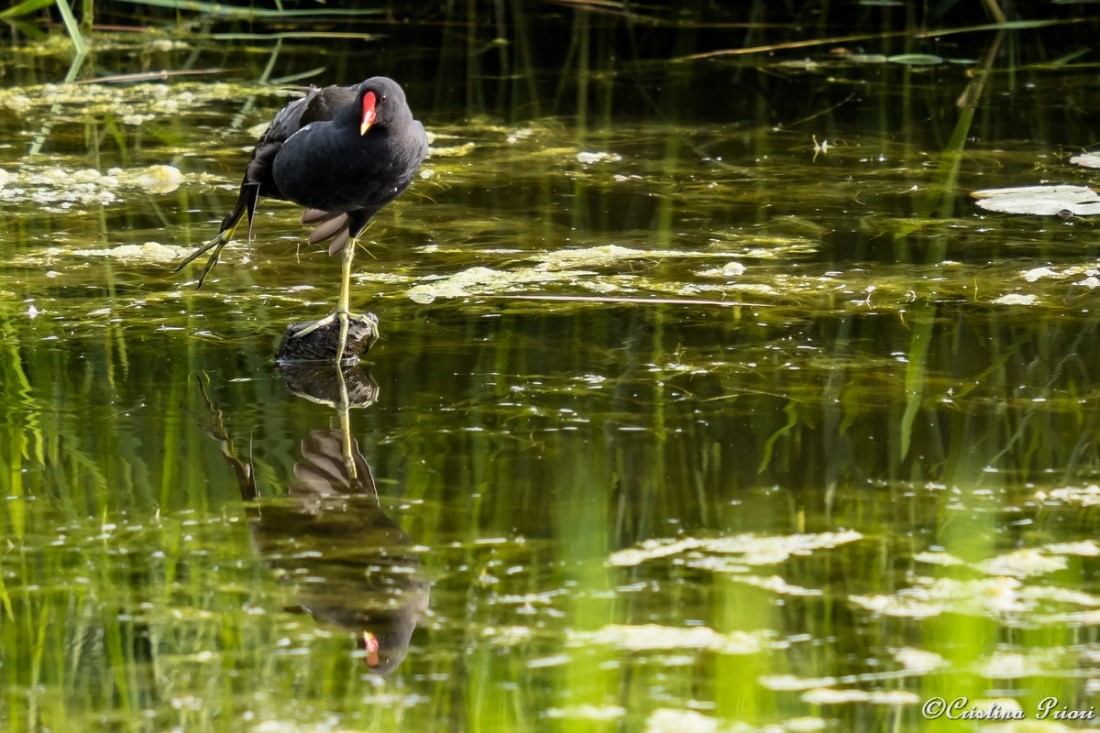 Moorhen (Gallinula chloropus) stretching her leg in the pond at Riverside Country Park