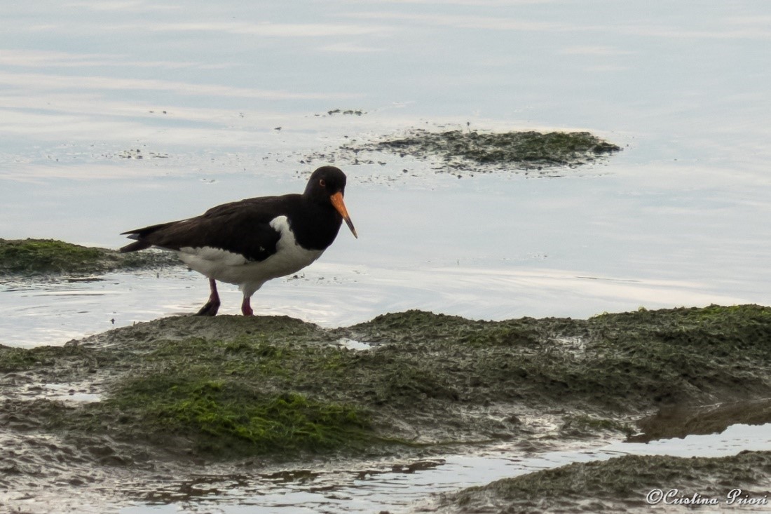 Oystercatcher (Haematopus ostralegus) walking on the mudflat at Riverside Country Park