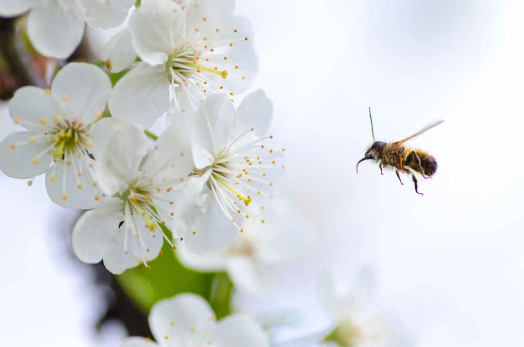 Brown flying bee and blossom