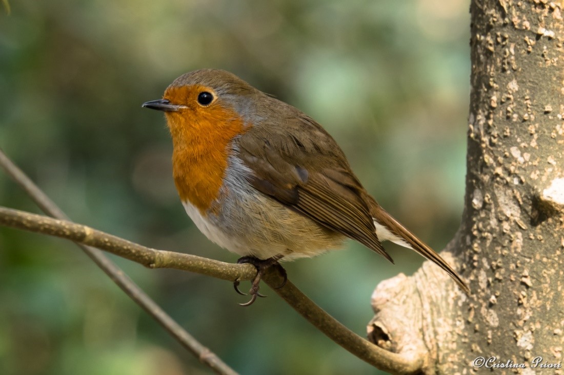 Robin (Erithacus rubecula) on a branch in the bush at Ashenbank Wood