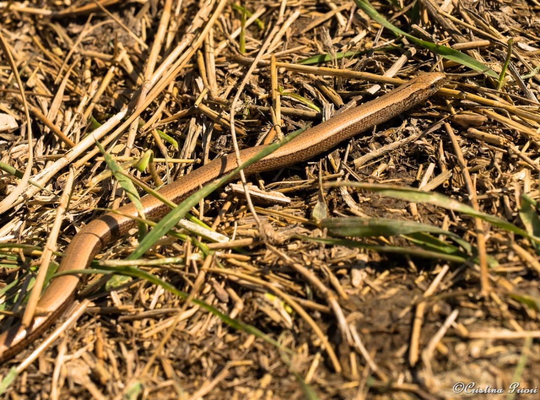 Slow worm (Anguis fragilis) basking in the sun along the Medway shore after hibernation. Camouflaged for protection against predators such as Kestrels or cats!