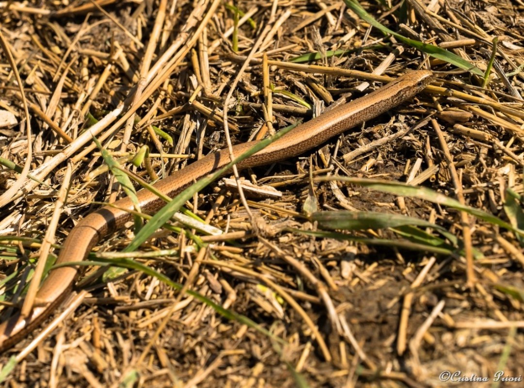 Slow worm (Anguis fragilis) basking in the sun along the Medway shore after hibernation. Camouflaged for protection against predators such as Kestrels or cats!