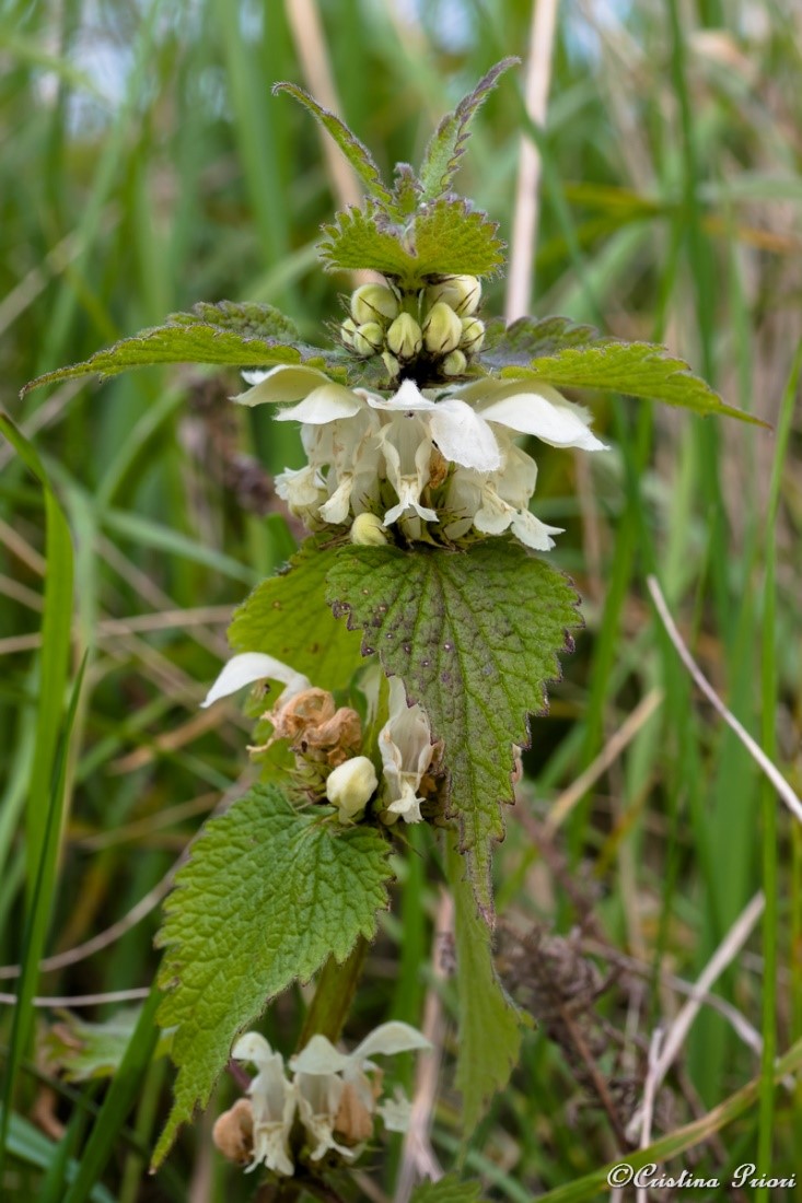 White dead-nettle (Lamium album) now coming into flower everywhere.