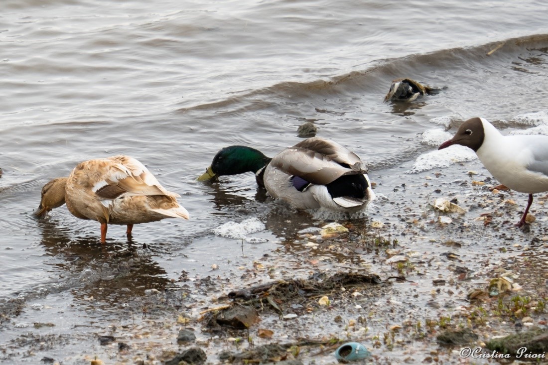 A couple of Mallard (Anas platyrhynchos) with a pale female searching for food along the Medway near Motney Field. A Black-headed gull seems to wonder “What are you doing?”