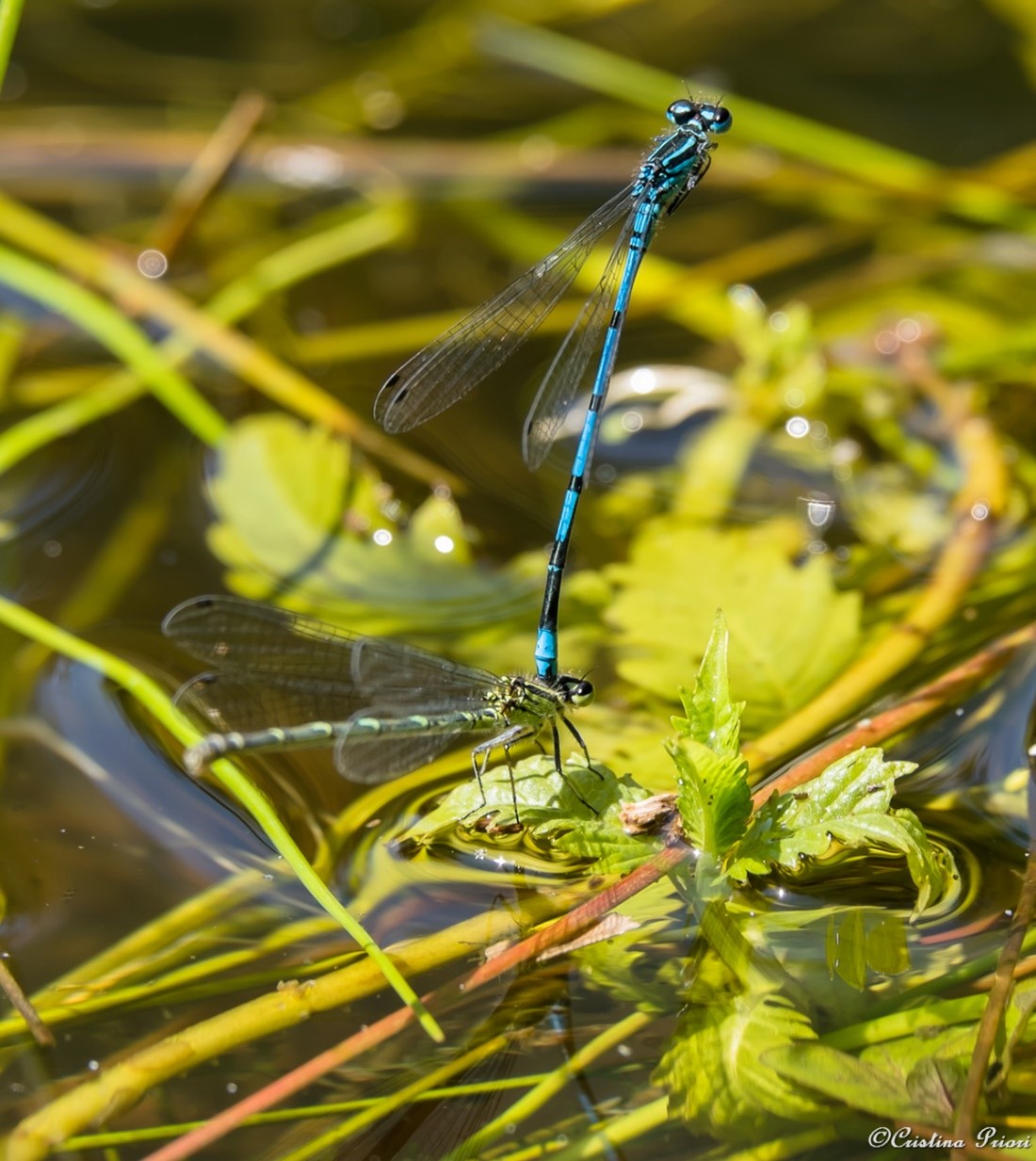 Mating couple of Blue Damselfly in a pond at Berengrave Nature Reserve - Rainham.