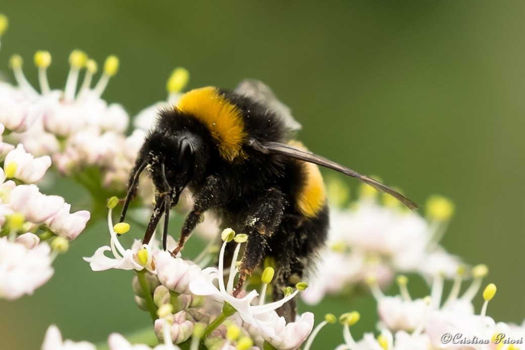 Buff or White bumblebee (Bombus terrestris or lucorum) feeding at Hillyfields Community Park