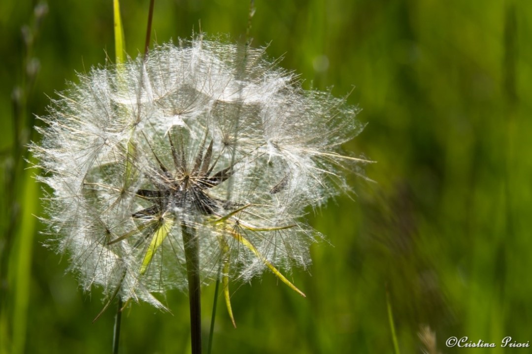 A Dandelion clock waiting for a gust of wind to disperse its seeds: a task that is often done by us humans!