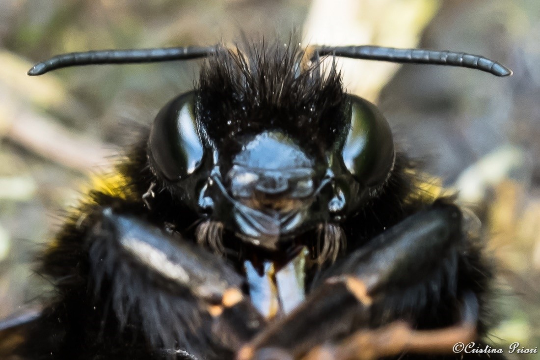 Bumblebee close-up: unfortunately this individual, found along the Medway shore, was dead, but still beautiful.