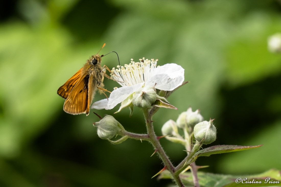 Large Skipper (Ochlodes sylvanus) feeding on bramble flower: the long proboscis can go deep in flowers’ calyx.