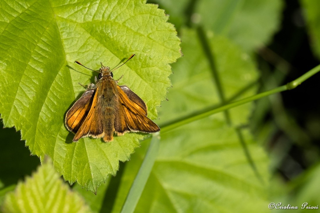 Large Skipper (Ochlodes sylvanus) on a bramble leaf at Riverside Country Park.