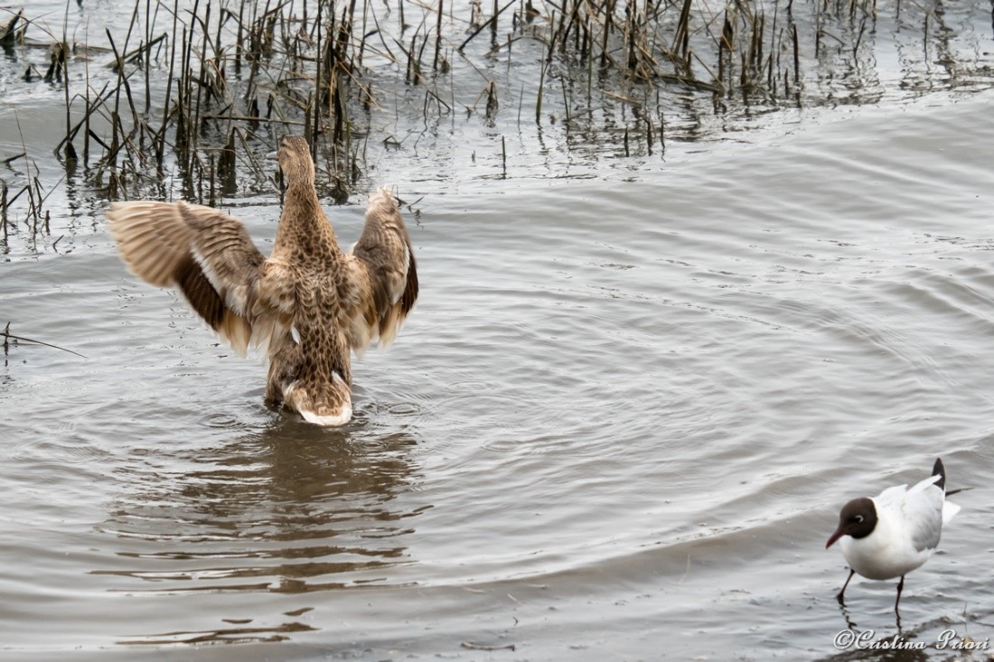 Pale Mallard female flapping her wings along the river Medway shore. (I imagine the gull, passing by in the corner, thinking "Bah... exibitionist!")