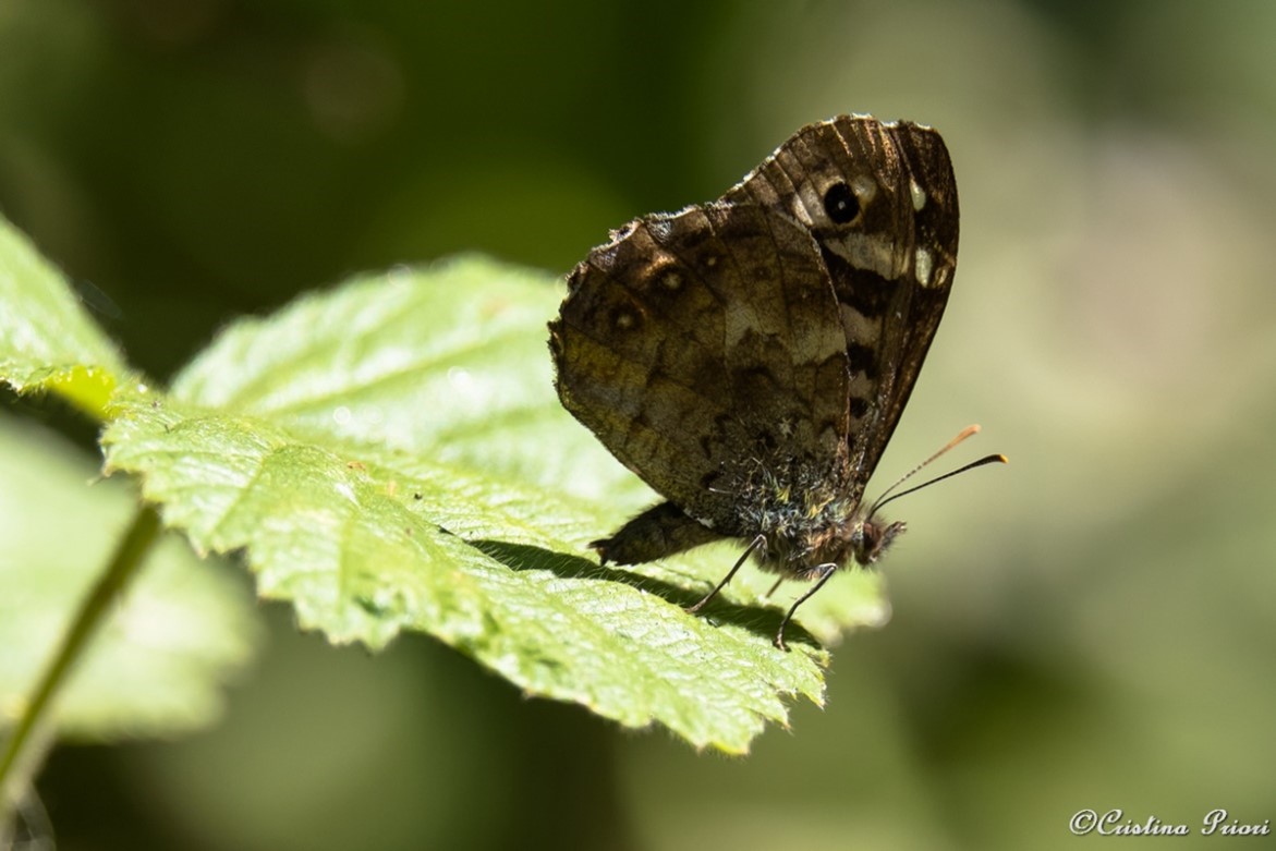Speckled Wood (Pararge aegeria) laying an egg on a bramble leaf at Berengrave Nature Reserve - Rainham.