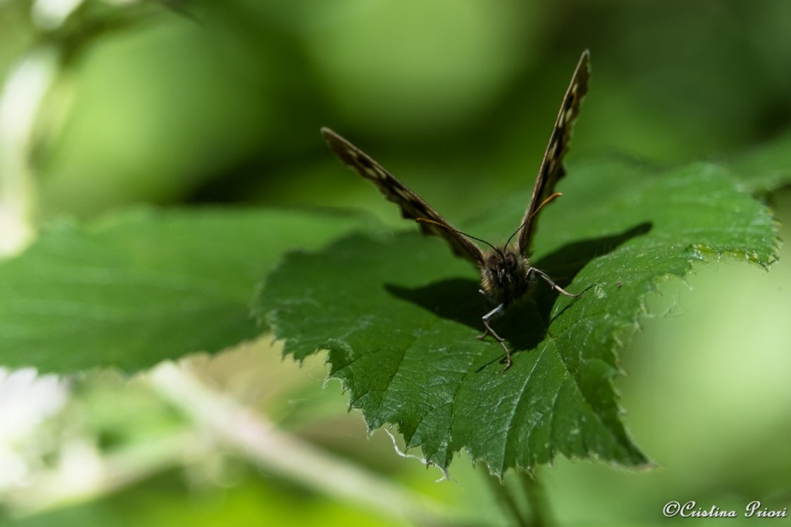 Speckled Wood (Pararge aegeria) facing the camera at Berengrave Nature Reserve - Rainham.
