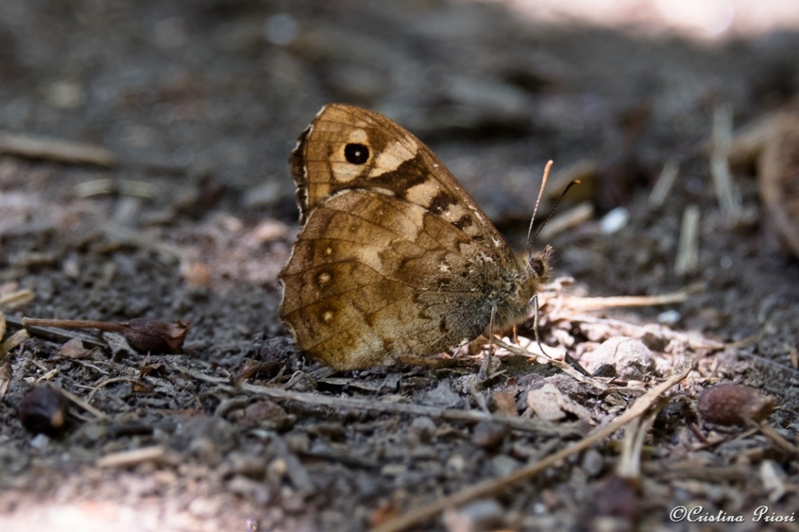 Speckled Wood (Pararge aegeria) resting on the ground at Berengrave Nature Reserve - Rainham.