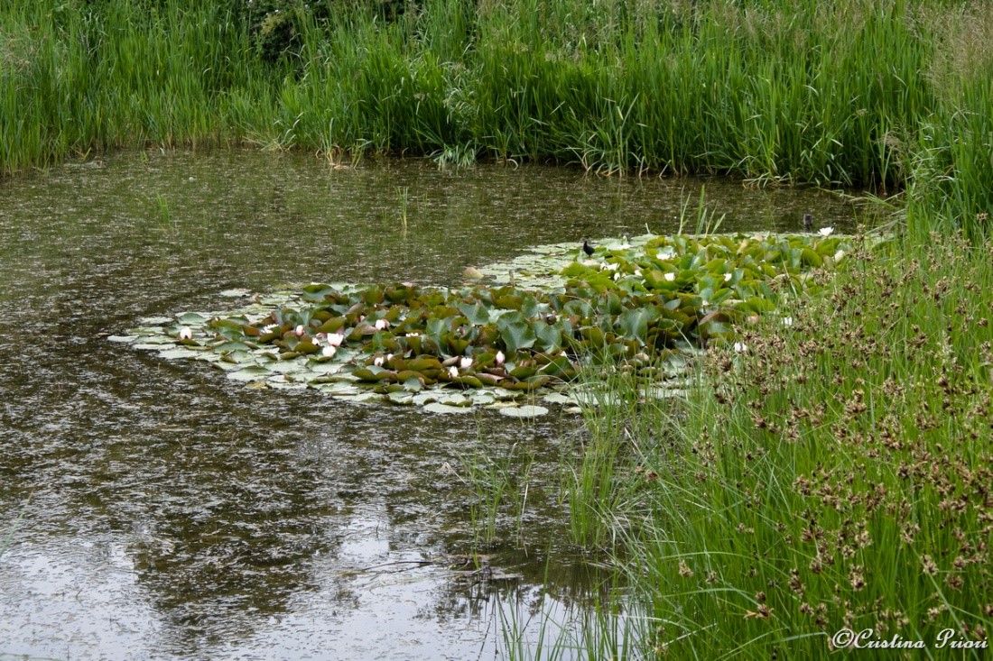 Pink water lilies blooming on the surface of the pond at Riverside Country Park.