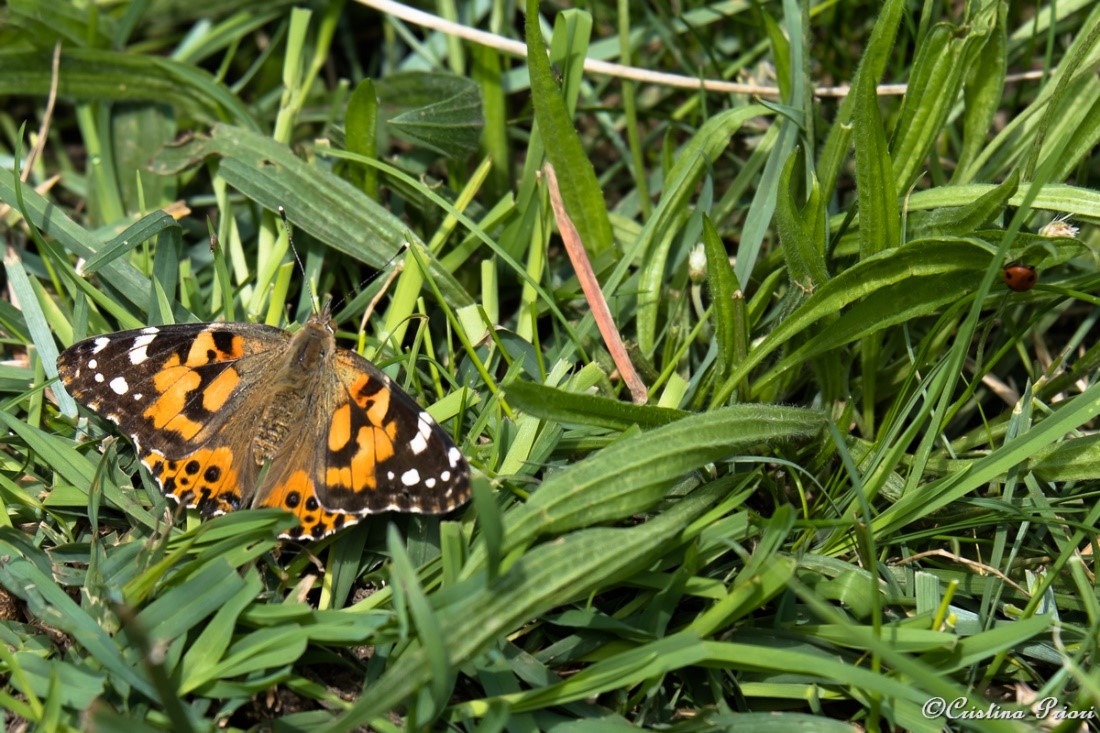 Painted Lady (Vanessa cardui) resting in the grass at Motney Field with a companion