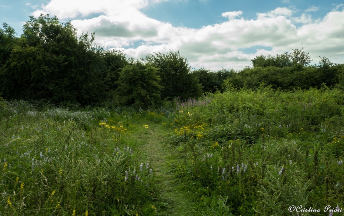Flowers are in full blooming at Eastcourt Meadow (Riverside Country Park)