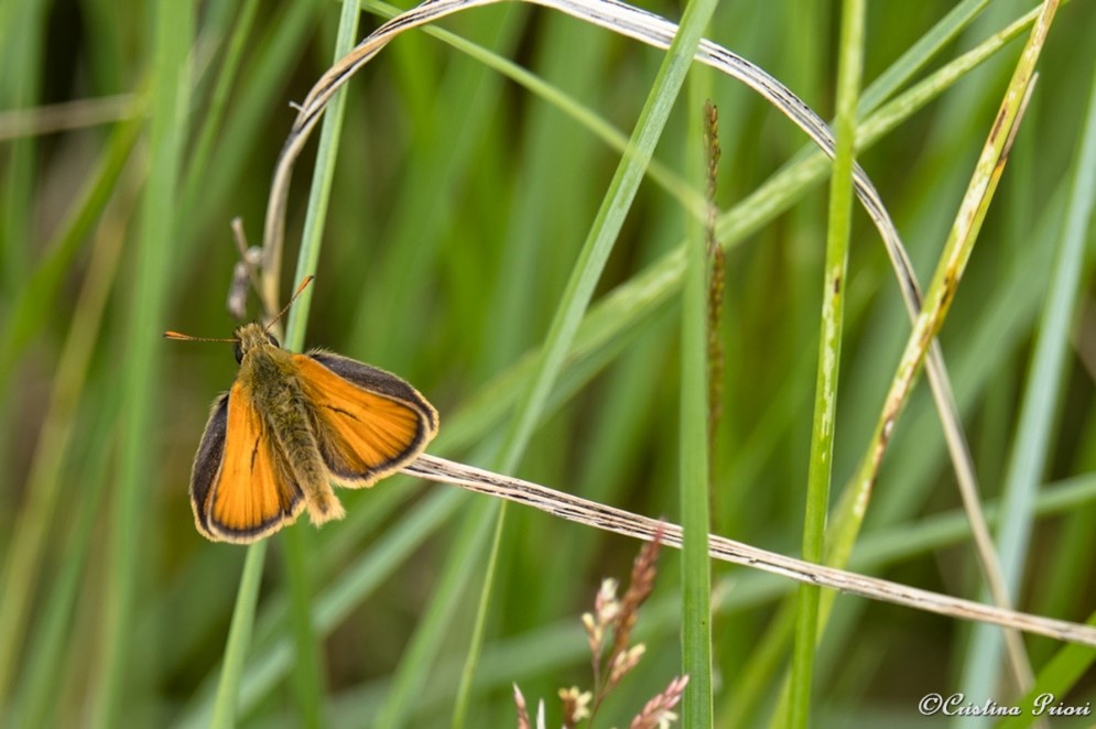 Essex skipper (Thymelicus lineola) in the grass along the River Medway shore.