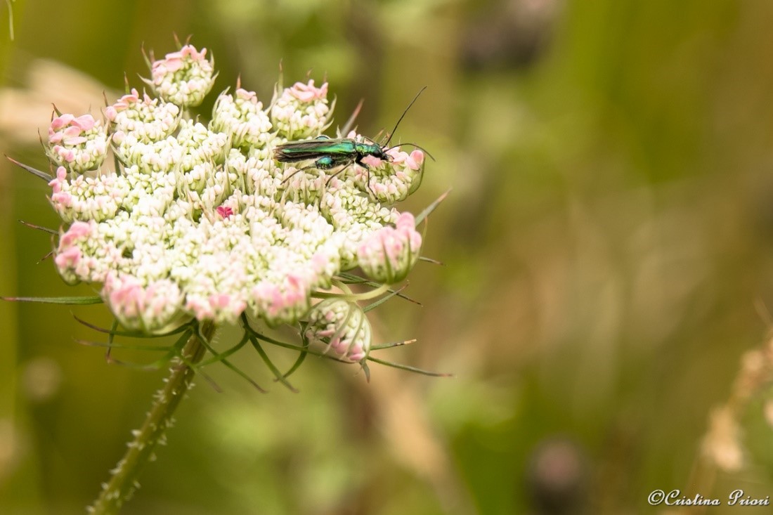 A male False oil beetle or Thick-legged flower beetle or swollen-thighed beetle (Oedema nobils) on a Wild carrot flower (Daucus carota) in the didactic field at Riverside Country Park.