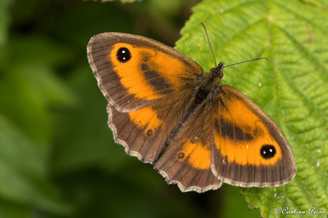 Gatekeeper (Pyronya tithonus) resting on a bramble leaf at Berengrave Nature Reserve (Rainham).
