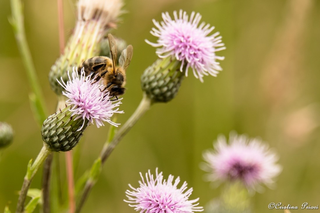 Honey Bee (Apis mellifera) feeding on a Thistle flower in a field along the River Medway Shore.
