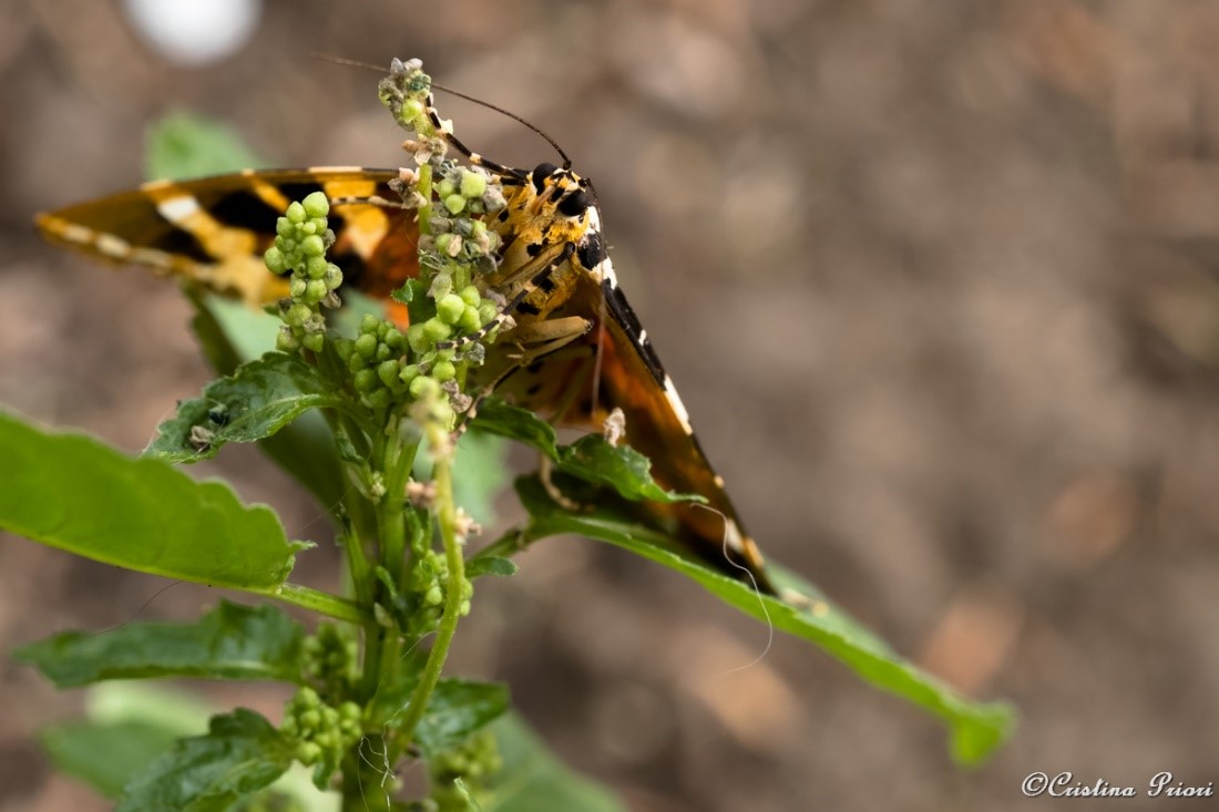 A Jersey Tiger (Euplagia quadripunctaria) warming up in early morning in a private garden in Gillingham (the underwing part is clearly visible).