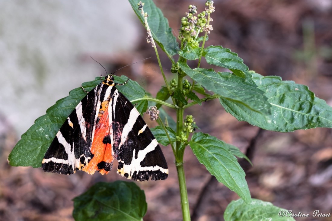 A Jersey Tiger (Euplagia quadripunctaria) warming up in early morning in a private garden in Gillingham.