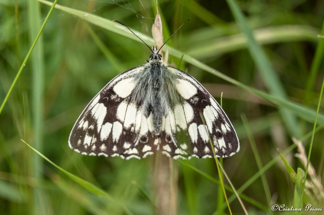 Marbled White (Melanargia galathea) male on the grass along the River Medway shore. The white border of the forewings identifies this specimen as a male.
