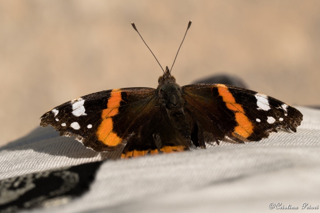 Red Admiral (Vanessa atalanta) resting on the photographer’s T-shirt at Berengrave Nature Reserve - Rainham.